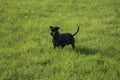 German Pinscher digging a hole in search of mice