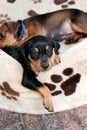 German pinscher puppy Royalty Free Stock Photo