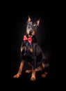 German Pinscher in red necktie Royalty Free Stock Photo