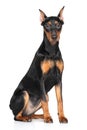 German pinscher Royalty Free Stock Photo