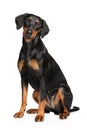 German Pinscher sitting on white background Royalty Free Stock Photo