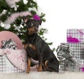 German Pinscher, 2 years old Royalty Free Stock Photo