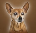 German pinscher, 13 years old, Royalty Free Stock Photo