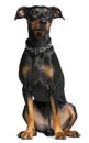 German pinscher, 2 years old Royalty Free Stock Photo