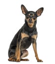 German Pinscher, 2 years old, isolated on white Royalty Free Stock Photo