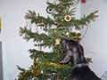 Christmas card: dog decorates tree Royalty Free Stock Photo