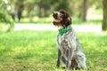 German pointer dog Royalty Free Stock Photo