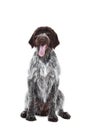 German pointer dog Royalty Free Stock Photo