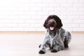 German pointer dog Royalty Free Stock Photo