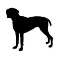 German Pointer Dog Silhouette Royalty Free Stock Photo