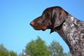 German pointer