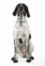 German Pointer sitting in the white studio floor