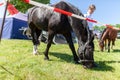 German police horse grazing on a fenced off area