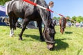 German police horse grazing on a fenced off area Royalty Free Stock Photo