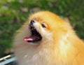 A German pomeranian with opened mouth.