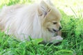 German Pomeranian spitz dog nibbles a bone. stick for brushing teeth. daily oral care. hard to reach teeth