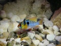 German Ram Cichlid