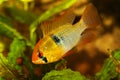 German Ram cichlid Mikrogeophagus ramirezi aquarium fish butterfly cichlid Royalty Free Stock Photo