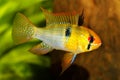 German Ram cichlid Mikrogeophagus ramirezi aquarium fish butterfly cichlid Royalty Free Stock Photo