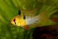 German Ram cichlid Mikrogeophagus ramirezi aquarium fish butterfly cichlid Royalty Free Stock Photo
