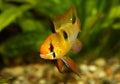 German Ram cichlid Mikrogeophagus ramirezi aquarium fish butterfly cichlid Royalty Free Stock Photo