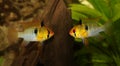 German Ram cichlid Mikrogeophagus ramirezi aquarium fish butterfly cichlid Royalty Free Stock Photo