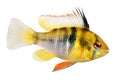 German Ram cichlid Mikrogeophagus ramirezi aquarium fish Royalty Free Stock Photo