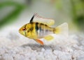 German Ram cichlid Mikrogeophagus ramirezi aquarium fish Royalty Free Stock Photo