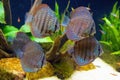 German Red Turquoise Discus fish