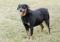 German Rottweiler dog