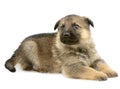 German sheep-dogs puppys Royalty Free Stock Photo