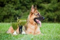 German Sheepdog Royalty Free Stock Photo