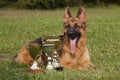 German Sheepdog with cups laying on the grass Royalty Free Stock Photo