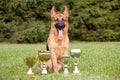 German Sheepdog with cups sitting on the grass Royalty Free Stock Photo