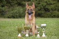 German Sheepdog with cups sitting on grass Royalty Free Stock Photo