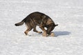 German Sheepdog running with aport