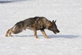 German Sheepdog running with aport