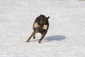 German Sheepdog running with aport