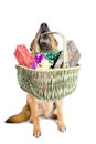 German Sheepdog sitting with Christmas gifts