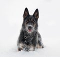 German Sheepdog in snow Royalty Free Stock Photo