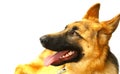 German Shepard Royalty Free Stock Photo