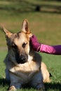 German Shepard being scratched behind his ear Royalty Free Stock Photo