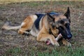 German shepard with a bone