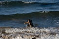 German Shepard Collie cross dog playing with a stick in the waves Royalty Free Stock Photo