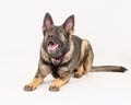 German Shepard cutest Royalty Free Stock Photo