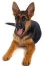 German shepard dog Royalty Free Stock Photo