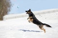 German Shepard dog catch ball in winter. Dog play in snow and jump to catch a toy