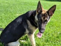 German Shepard Dog Hot Summer Pant Fur Grass Yard Ears Bark Danger Pet Black Tan Dog Ears