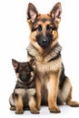 German Shepard Dog with Puppy_AI