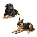 German shepard dog and Rottweiler laying down